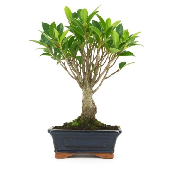 Bonsai 5 anni Ficus retusa - Collezione Premium