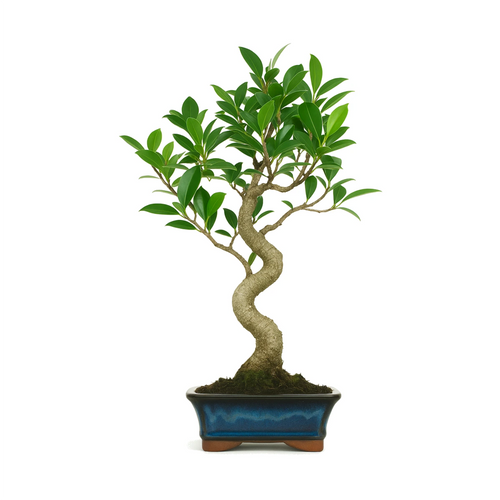 Bonsai Ficus retusa 6 anni con radici aeree e foglie verdi lucide, vaso incluso