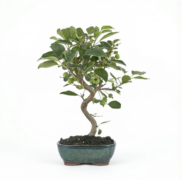 Bonsai Melo 9 anni - Collezione Premium