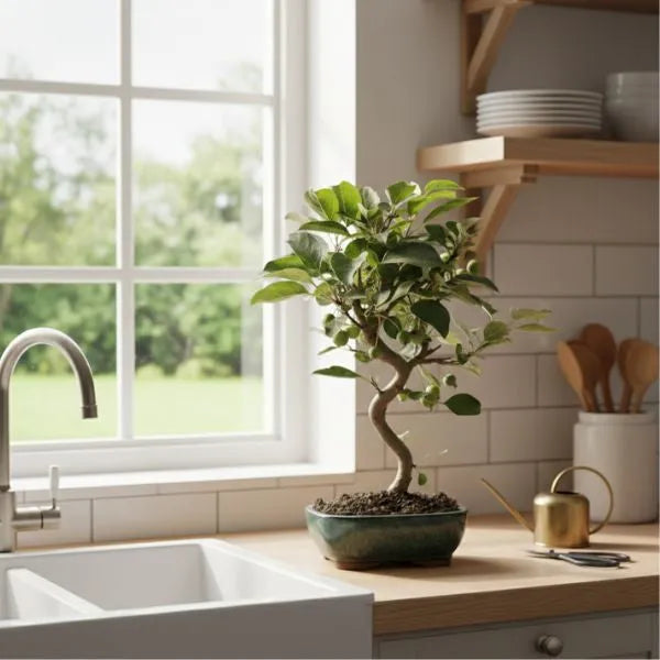 Bonsai melo con frutti verdi in vaso di ceramica verde su piano cucina in legno vicino a finestra luminosa.