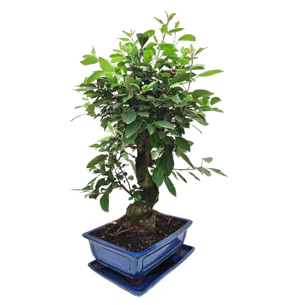 Bonsai di Melo Pzerwiam di 21 anni in vaso smaltato blu, vista angolata con tronco modellato e chioma verde brillante.

