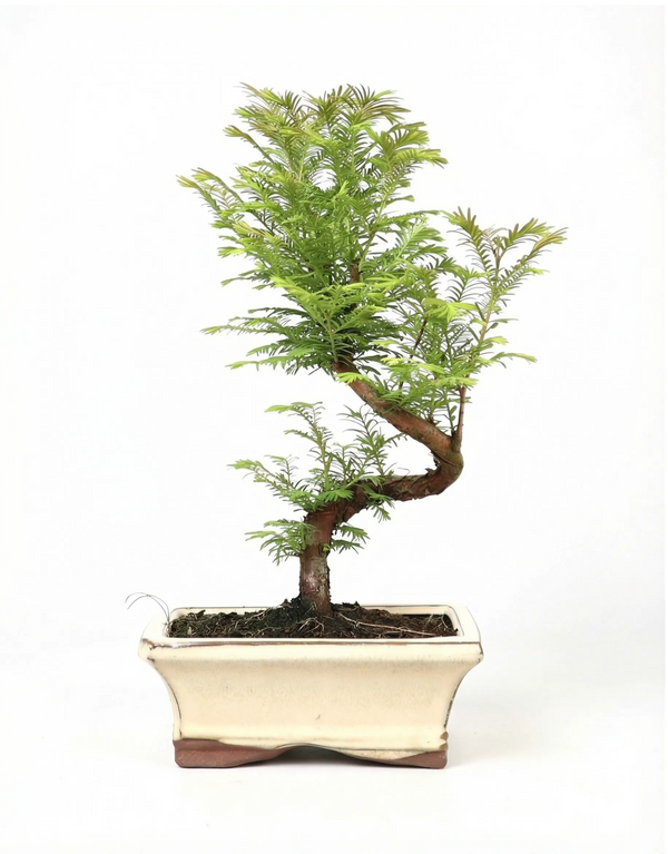 Bonsaï 7 ans Metasequoia glyptostroboides (Métaséquoia) - Collection Premium