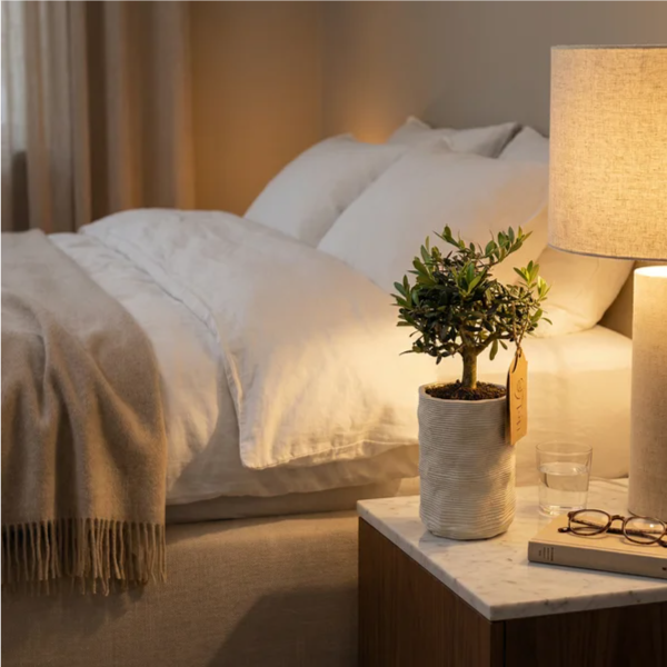Bonsai Olivo in casa - dettaglio in ambiente serale su comodino in marmo con lampada