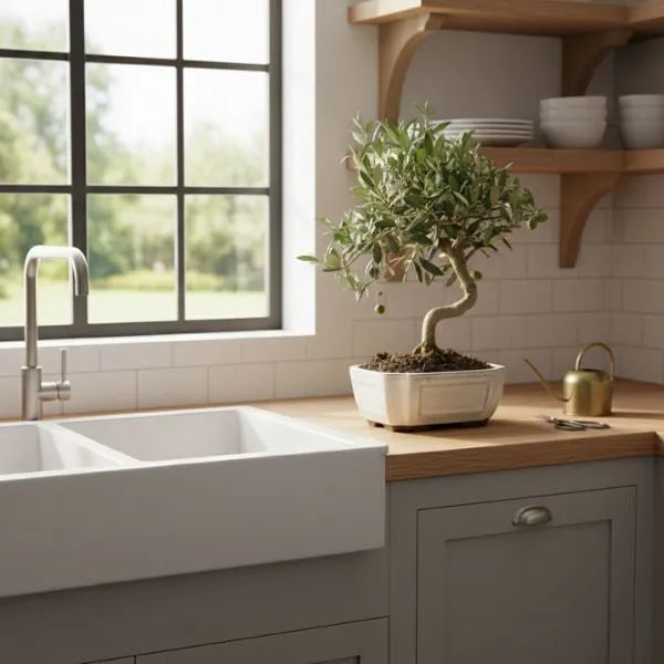 Bonsai Olivo Olea Europaea su piano cucina, vicino a finestra luminosa