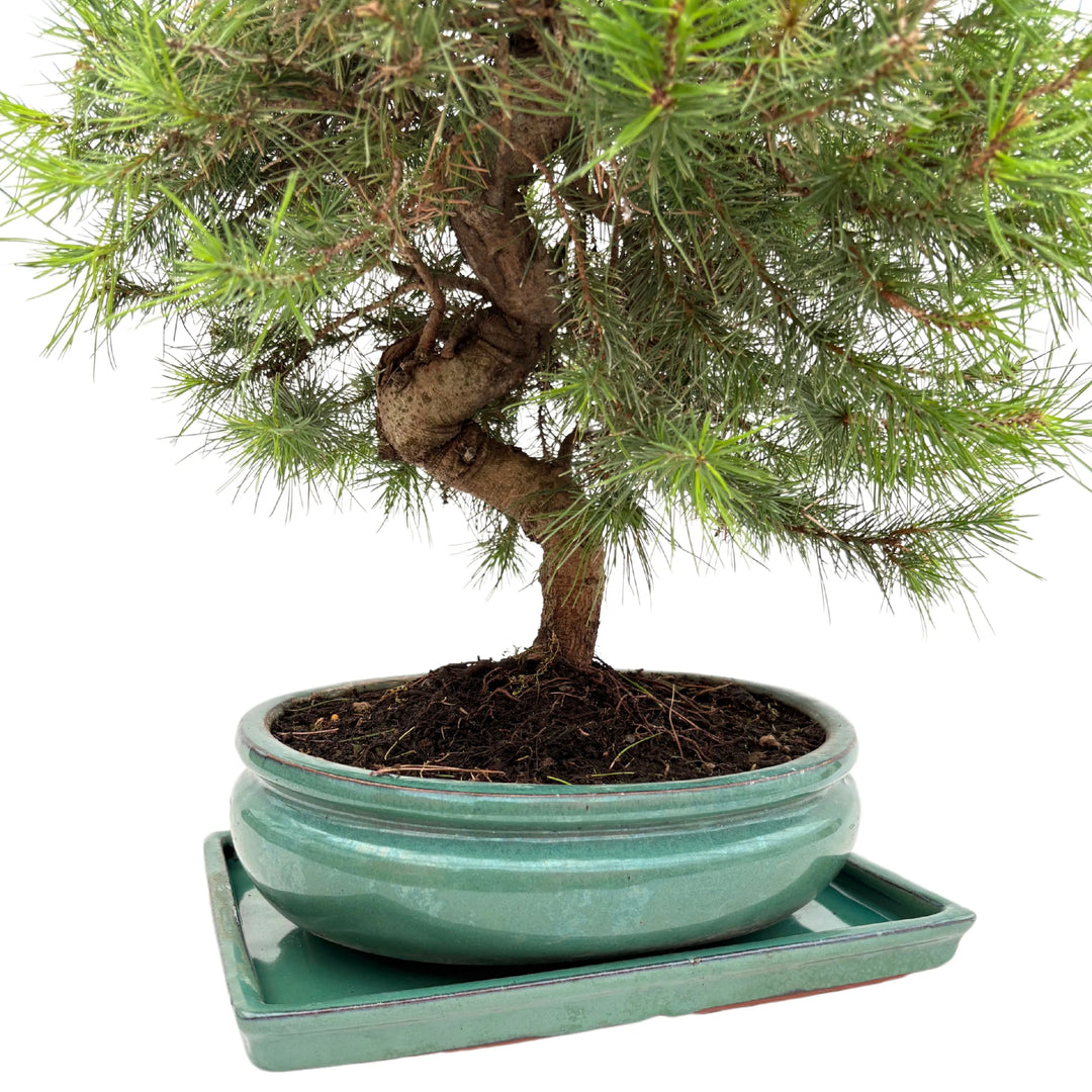 Dettaglio del tronco nodoso del bonsai di pino in vaso verde smaltato

