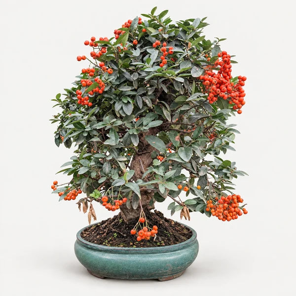 Bonsai di Piracanta con bacche rosse