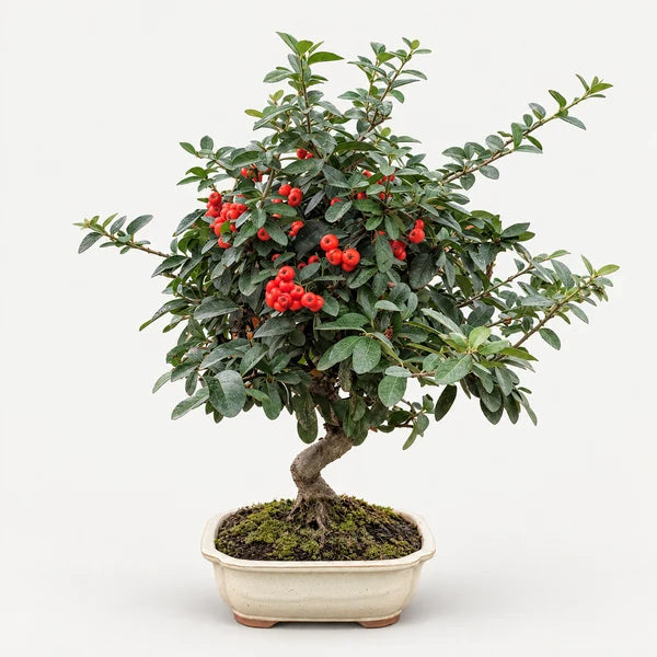 Bonsai 12 anni Pyracantha (Piracanta) - Collezione Premium