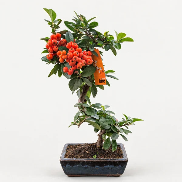 Bonsai 7 Jahre Pyracantha (Feuerdorn) - Premium Kollektion