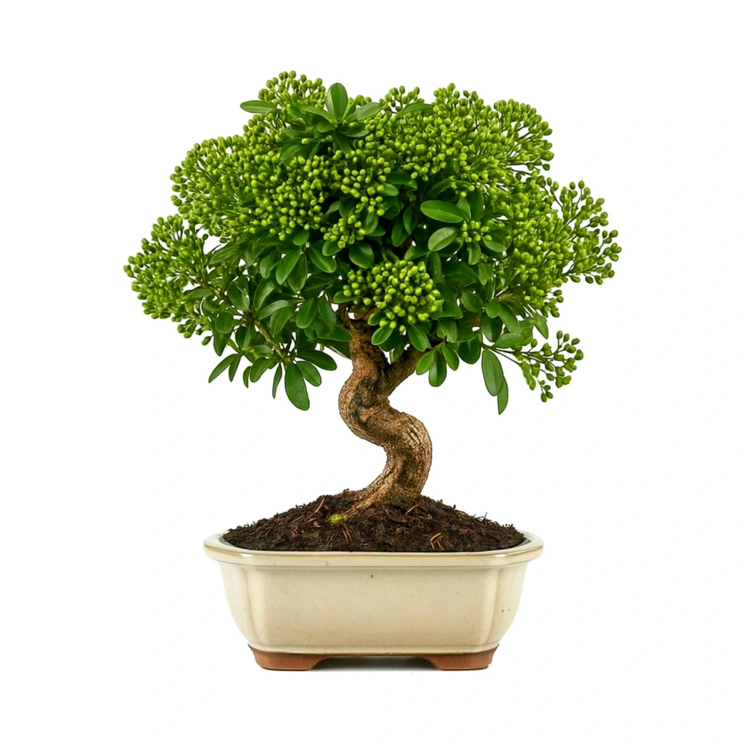 Bonsai pyracantha firethorn con tronco a S e bacche verdi in vaso ceramica chiaro, bonsai ornamentale da interno.