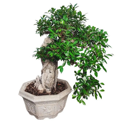 Bonsai Retusa pendente con pietra fossile incastonata in vaso decorato in cemento D. 50 CM H. 100 CM