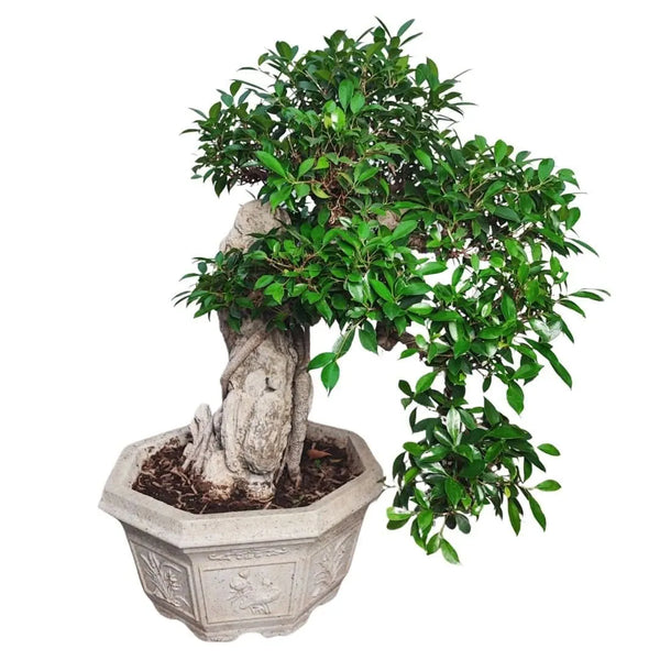 Bonsaï Retusa suspendu avec pierre fossilisée, dans un pot en béton décoré. Diamètre : 50 cm. Hauteur : 100 cm.