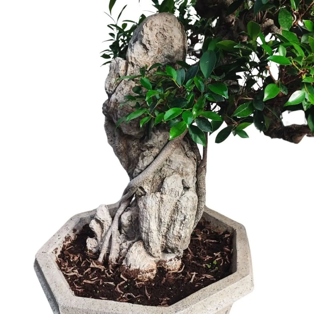 Radici aeree intrecciate del Bonsai Retusa avvolte su pietra fossile decorativa

