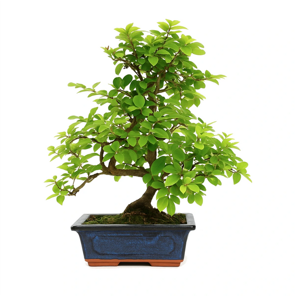 Bonsai 6 anni Sageretia theezans - Collezione Premium