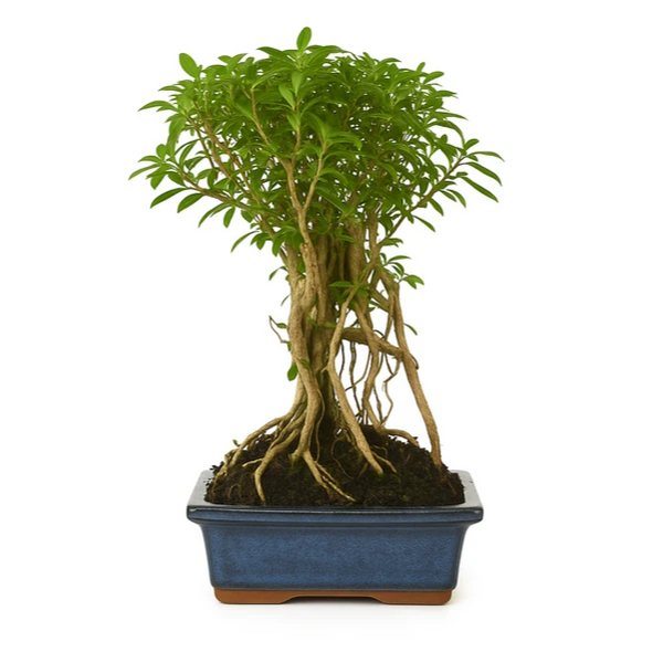 Bonsai 5 anni Serissa phoetida - Collezione Premium