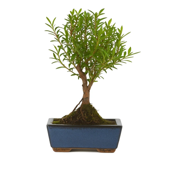 Bonsai 5 anni Syzigium buxifolium - Collezione Premium