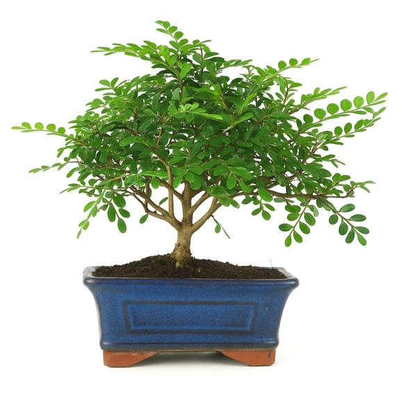 Bonsai 5 anni Zanthoxylum piperitum - Collezione Premium