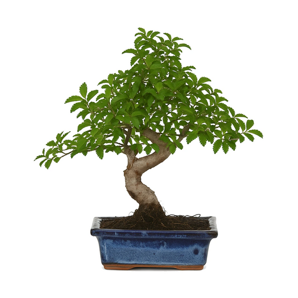 Bonsaï 6 ans Zelkova parvifolia - Collection Premium