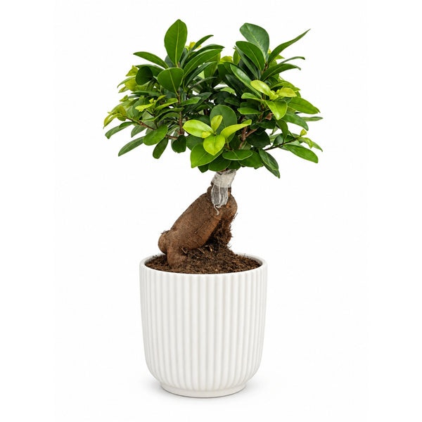 Bonsai Ficus Ginseng in Pitti D. 15 - H. 40 cm