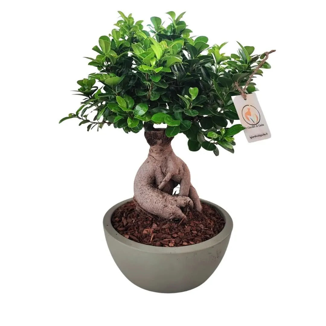 Bonsai Ficus Ginseng in vaso Thetis - dettaglio foglie e struttura