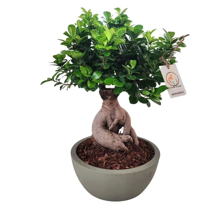 Bonsai Ficus Ginseng in vaso Thetis - dettaglio foglie e struttura
