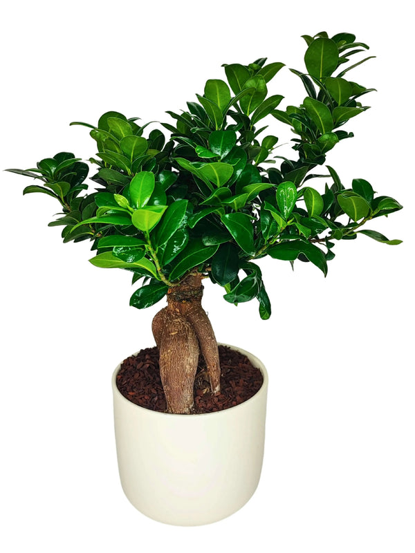 Bonsaï Ficus Ginseng - Hauteur de la plante : 50 cm, pot en céramique « Bari »