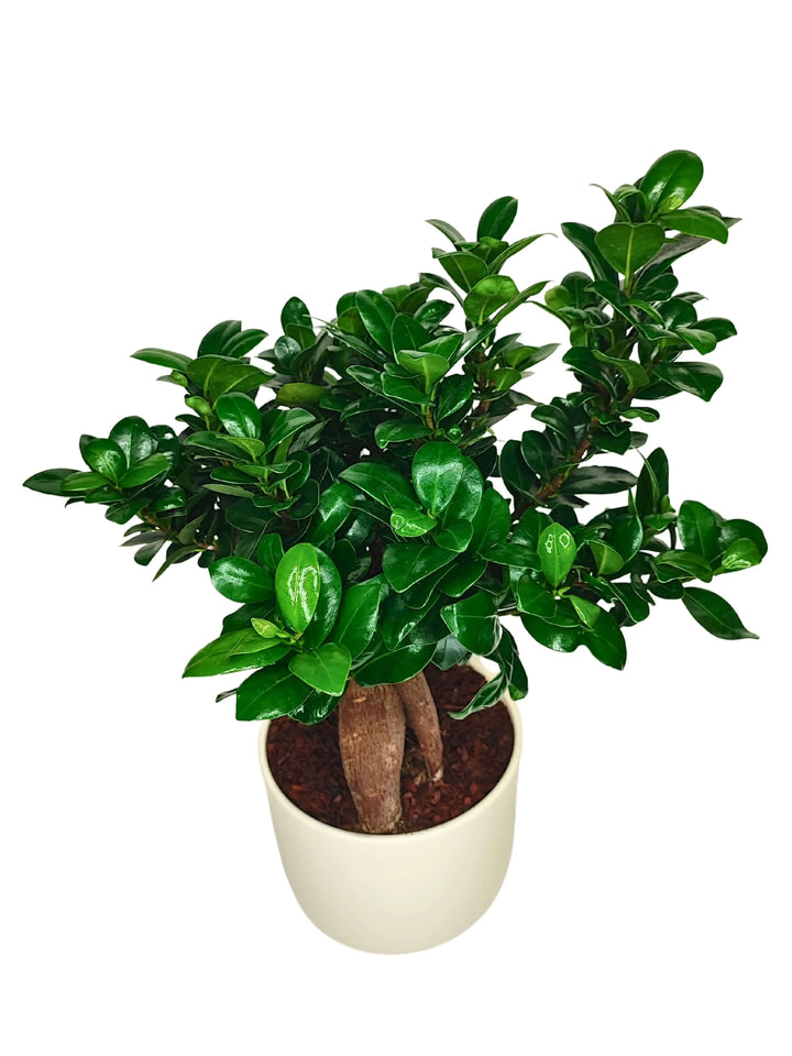 Bonsai Ficus Ginseng - vista dall'alto con foglie lucide e vaso 'Bari' in ceramica