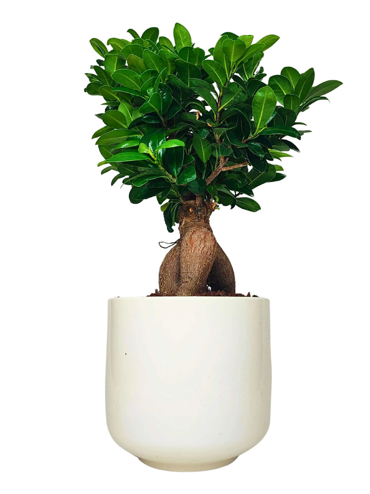 Bonsai Ficus Ginseng - vista angolare con vaso smaltato bianco e tronco scultoreo