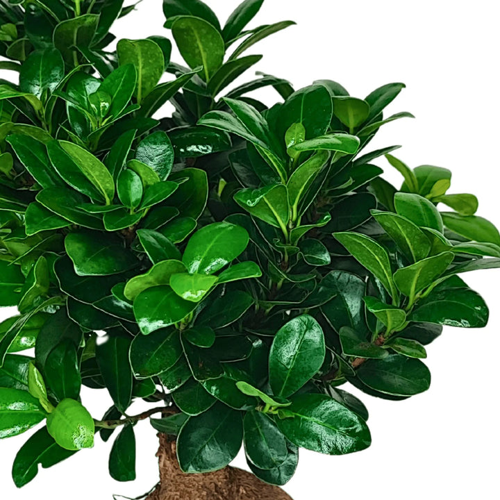 Bonsai Ficus Ginseng - dettaglio del fogliame verde brillante e sano