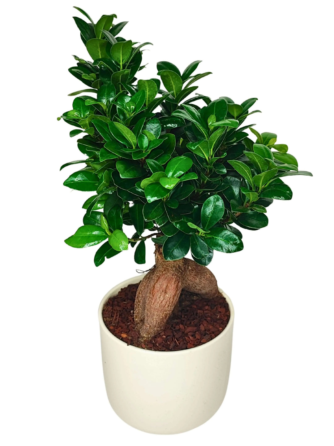Bonsai Ficus Ginseng - dettaglio delle radici aeree spesse e della chioma rigogliosa