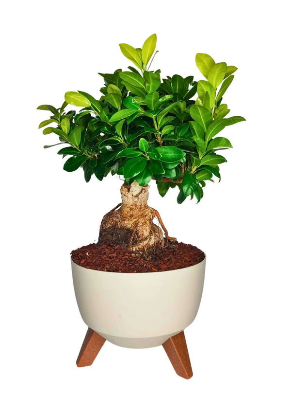 Bonsaï Ficus Ginseng en pot Rome