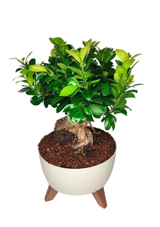 Dettaglio del vaso Roma in resina bianca con gambe in legno, base del Bonsai Ficus Ginseng