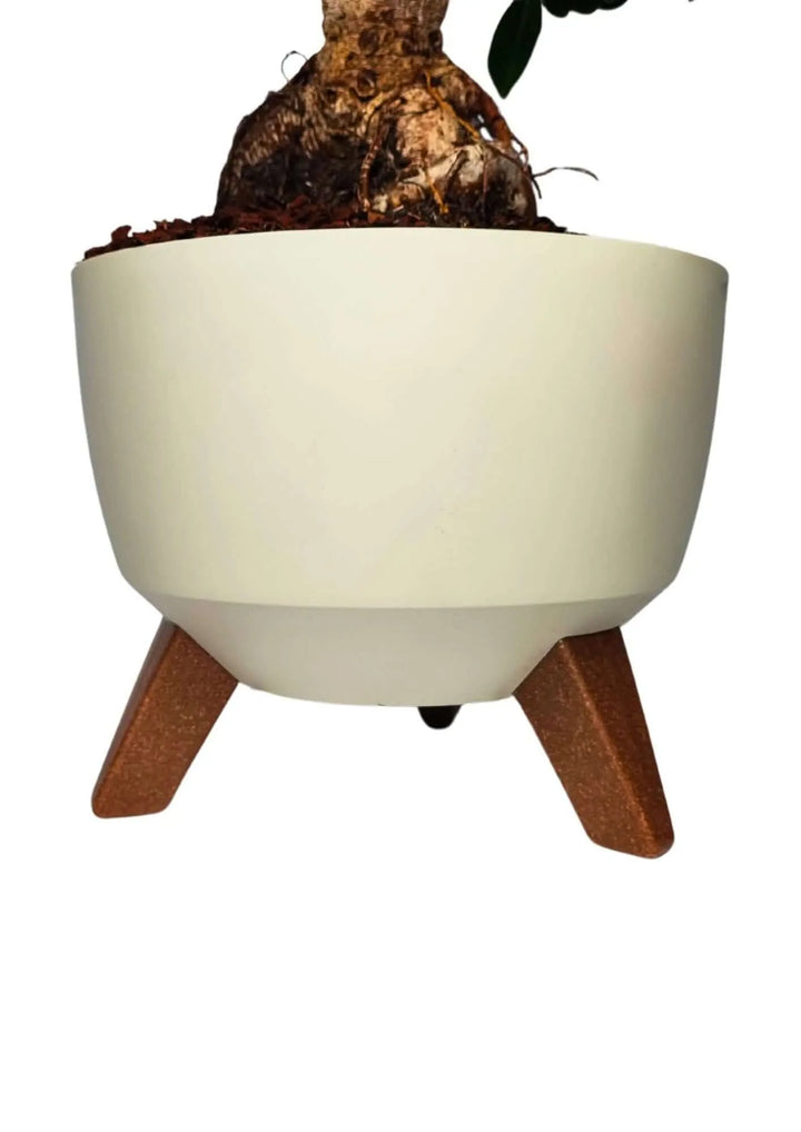 Bonsai Ficus Ginseng in vaso moderno Roma, con foglie verdi lucide e struttura compatta