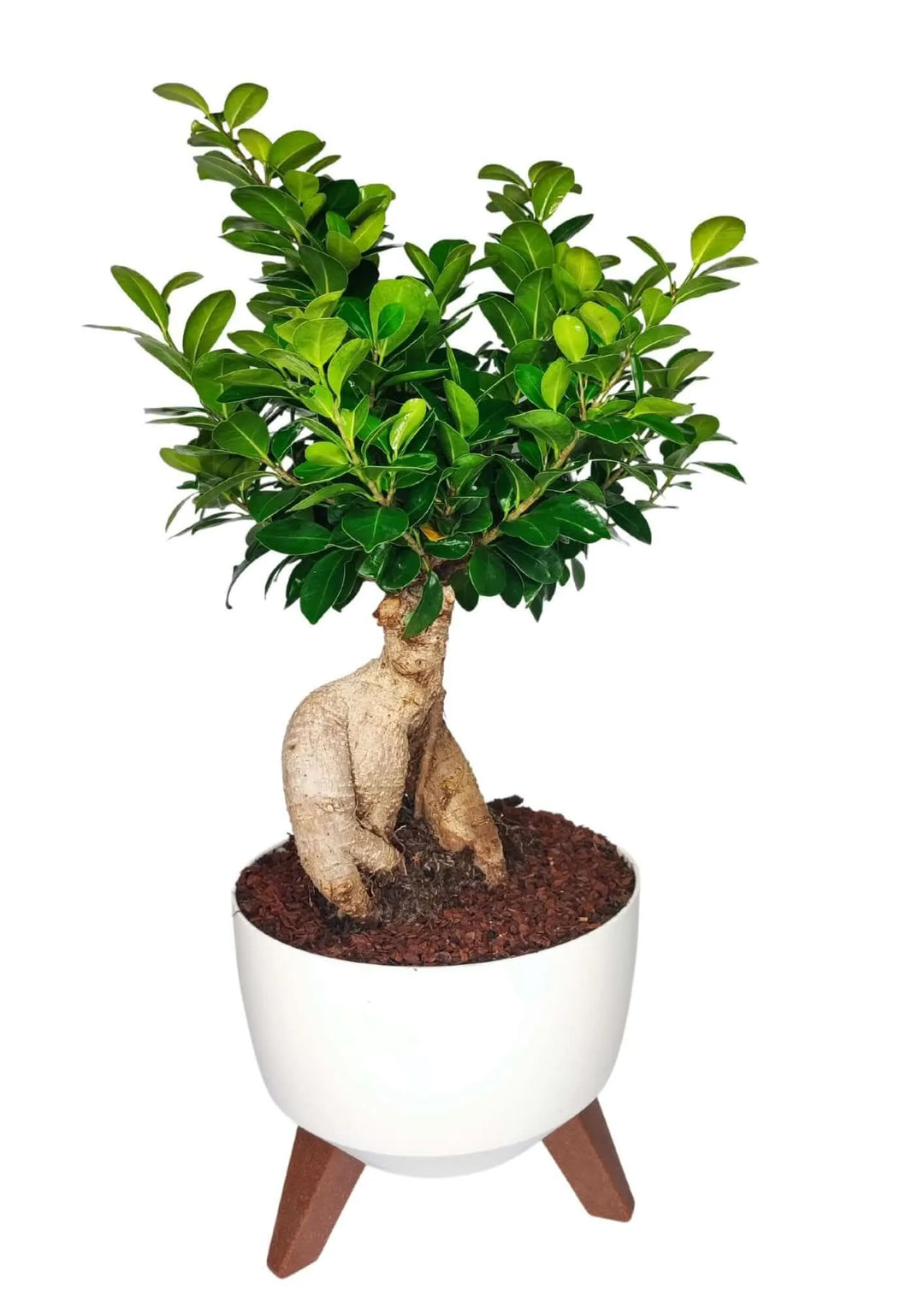 Bonsai Ficus Ginseng con radici scultoree e chioma rigogliosa in vaso Roma diametro 24 cm