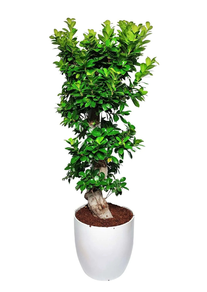 Bonsai Ficus Ginseng S Shape 110 cm - vista laterale con vaso in ceramica