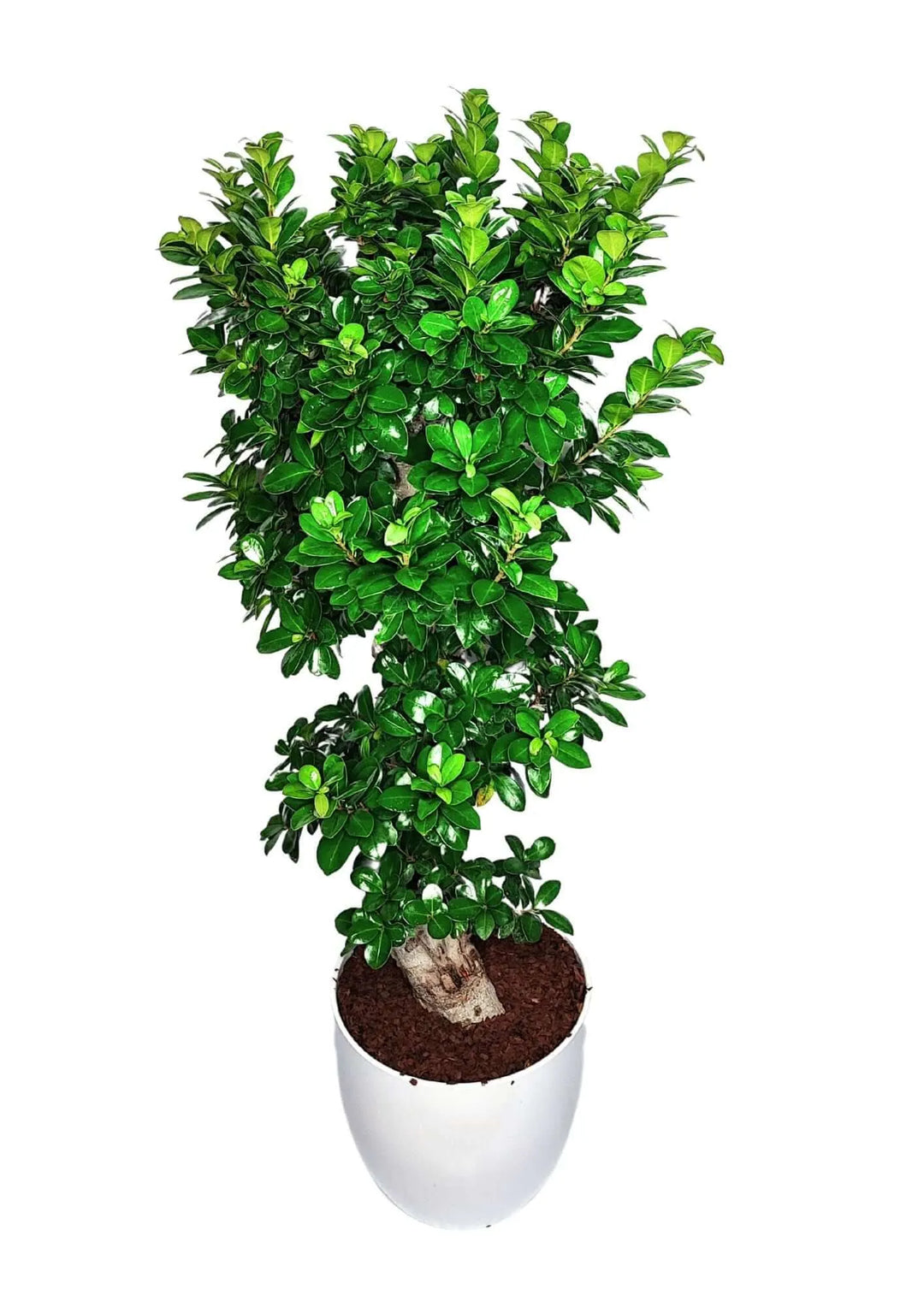 Bonsai Ficus Ginseng - dettaglio del tronco sinuoso e delle radici aeree