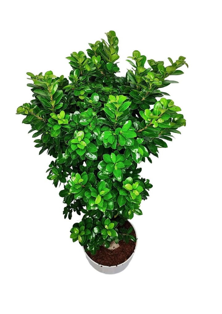 Bonsai Ficus Ginseng 110 cm - vista dall'alto della chioma verde lucida