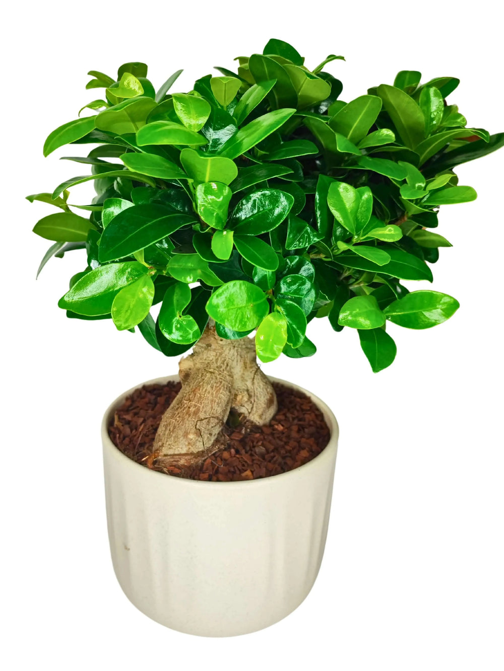 Bonsai Ficus Ginseng da interno 50cm, vaso Bagua bianco su sfondo chiaro
