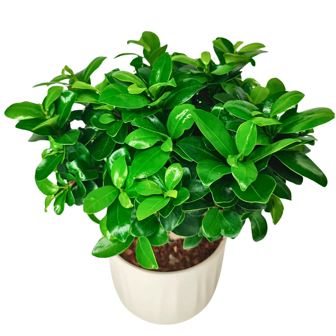 Bonsai Ficus Ginseng con chioma compatta e vaso Bagua, vista dall'alto in ambiente domestico