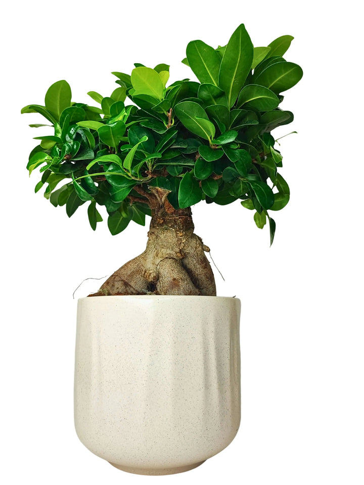 Bonsai Ficus Ginseng 50cm, profilo laterale con radici aeree evidenti