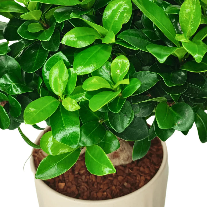 Dettaglio delle foglie lucide del Bonsai Ficus Ginseng, primo piano