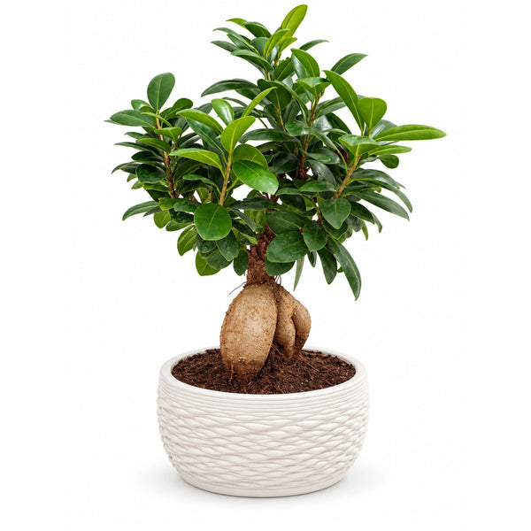 Bonsai Ficus Ginseng in Samoi D. 18 - H. 37 cm