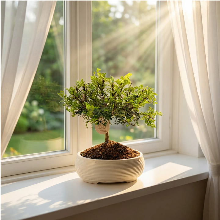Bonsai Pepe su davanzale luminoso in ambiente domestico con luce naturale