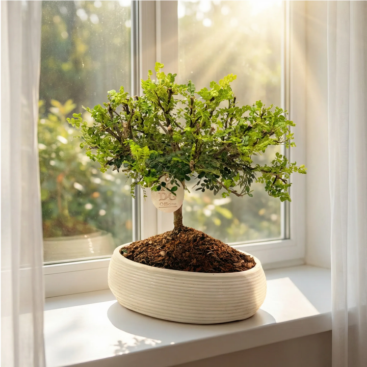 Bonsai Pepe su davanzale con luce naturale del mattino, dettaglio delle foglie