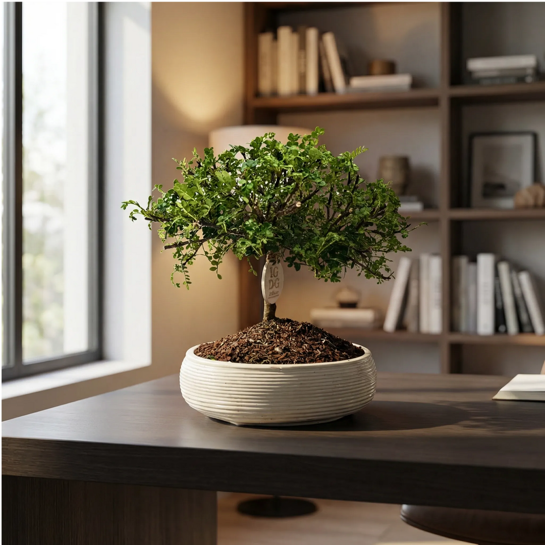 Bonsai Pepe su scrivania moderna minimalista, ideale per ufficio e smart working