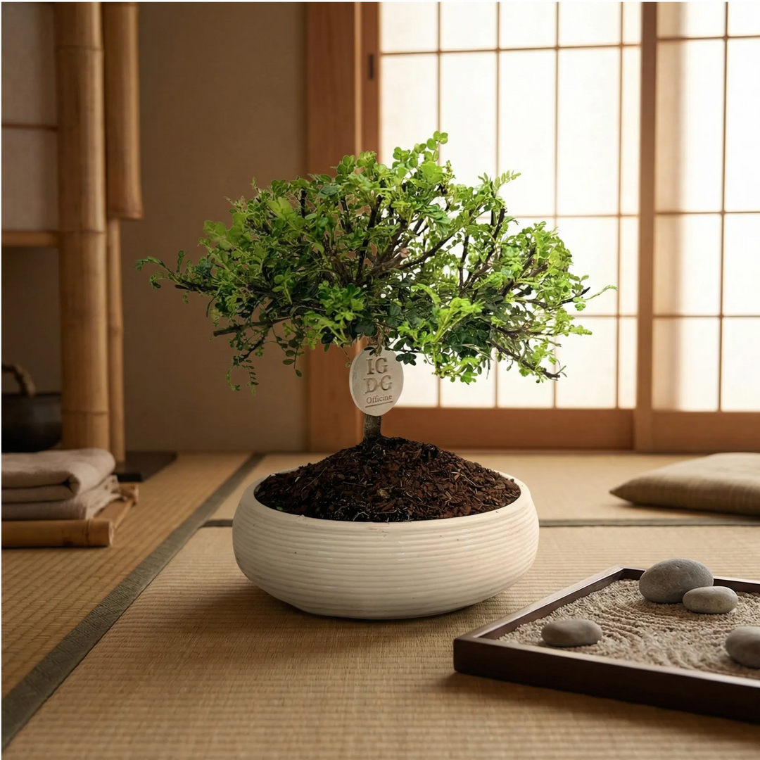 Bonsai Pepe in vaso ceramica in ambiente zen giapponese con tatami