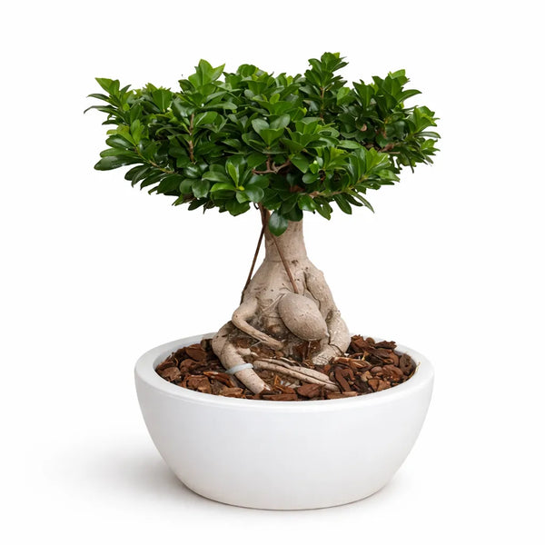 Bonsaï f. ginseng 3000 g en thétis D.40 H.90 cm