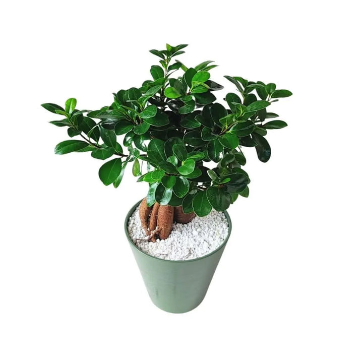 Bonsai Ficus Ginseng in idrocultura - pianta in vaso oliva con perlite