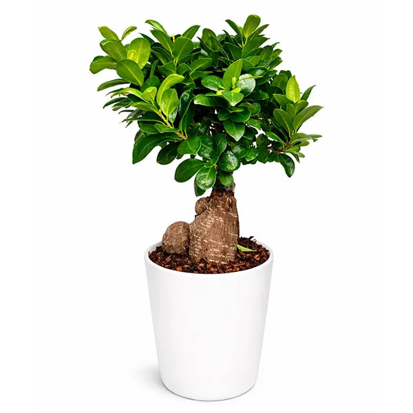 Bonsaï Ficus Ginseng dans un pot en céramique Dallas, hauteur de la plante 40 cm