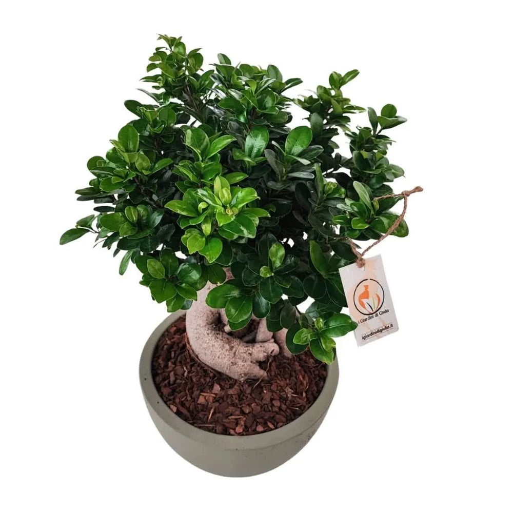 Bonsai Ficus Ginseng con vaso Thetis - dettaglio tronco sinuoso