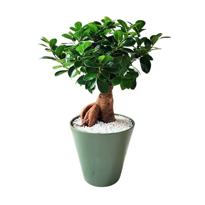Bonsai Ficus Ginseng - dettaglio del tronco e delle foglie lucide